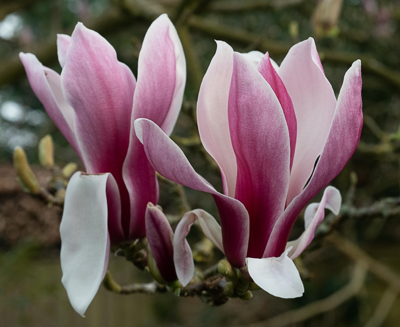 M. x soulangeana 'Picture'